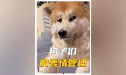 娱乐圈狗子爆料事件,揭秘明星背后的真实故事